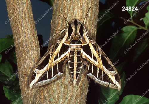 Vine Sphinx (Eumorpha vitis)